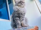 long coat pure persian female