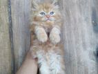 Long-coat pure Persian kittens - Female & Male