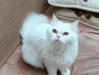 Long Coated Persian Cat