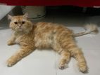 Long Coated Persian Male Cat