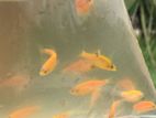 Long fin zebra fish Sell