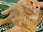 Long Hair 100% Persian Cat