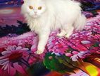Long hair cat sell 6 month