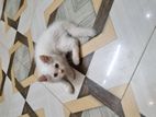 Long hair male cat&female cat sell hobe