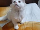 Long Hair Original Persian Female Cat