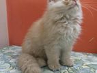 Long hair pure persian female kitten..