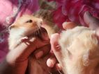 Long hair Syrian hamster 50 days old