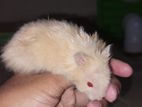 Long Hair Syrian Male Tame Hamster