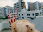 Long Hair Syrian Male Tame Hamster