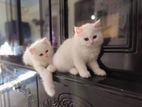 Long Hair,,,parsian Cat,, Mal & Female,,