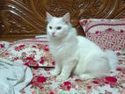Long Hear Parsean Male Cat
