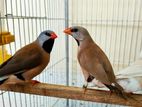 Long Tail Finch