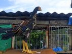 Long Tail Parrot Cross Aseel Roster