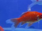 Long tails commet fish