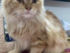 Longcoat persian cat