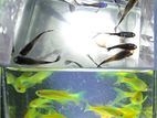 Longfin Zebra, Blue Head Samurai And Betta