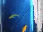Longfin Zebra Broods