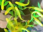 Longfin Zebra Frys