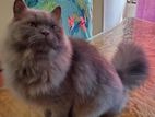 Longhair Female Persian Cat Sell