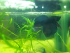 LONGTAIL BETTA BREEDING MALE