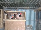 Longtail Finch Birds