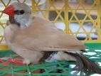 Longtail Finch Male (isabelle)