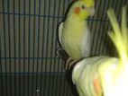 2 pcs Lutino pearl cockatiel