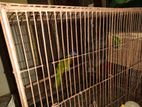 Lorikeet for sale