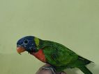 lorikeet