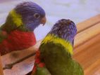 Lorikeet Rainbow Bird