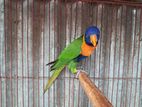 Lory handfeeding baby