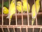 Lotino Baby Soho Sel Korbo