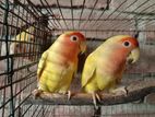 Lotino Love birds New adult pair