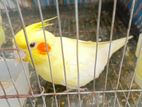 lotino pearl cockatiel