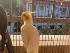 Lotino Pearl Cockatiel (red Eye)