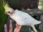 Lotino perl kokatail bird baby for sale