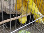 Lotino Red Eye Bird 1 Pair