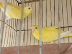 lotino red eye budgerigar sell