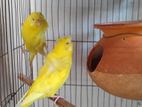 Lotino Red eyes jp budgerigar