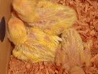 Lotino red hed love bird