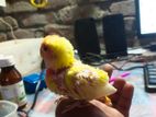 lotino red hed love bird tem baby