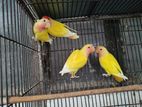 Lotino Red Opaline & Peach Face Lovebird for sale