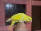 লোটিনো রিংনেক টেম সাইজ বেবি ringneck baby bird