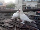 লোটন কবুতর জোরা সেল