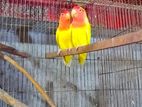 Lov bird Master Pair Sell