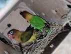 Love Bird