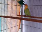 Love Bird 1 Pair