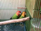 Love Bird 1 pair (Male Female Guarantee)