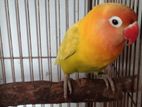 Love Bird for sell