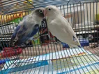 Love Bird 2-pair